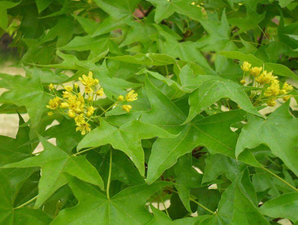 元宝枫有哪些生长习性？