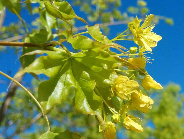 元宝枫籽油为什么那么贵？