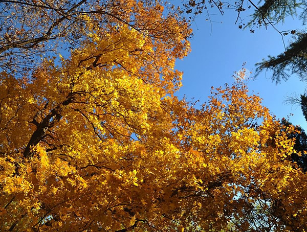 元宝枫有哪些观赏价值？