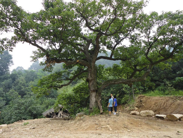 栎树价格-图片-形态特征-分布范围以及主要价值