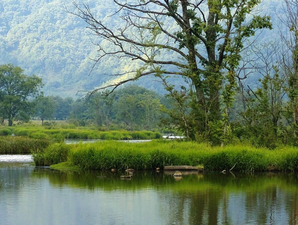 栎树的读音是什么？