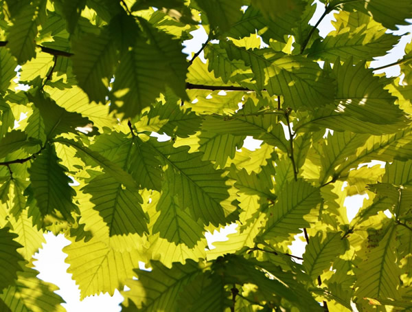 栎树的功效与作用，栎树的用途有哪些？