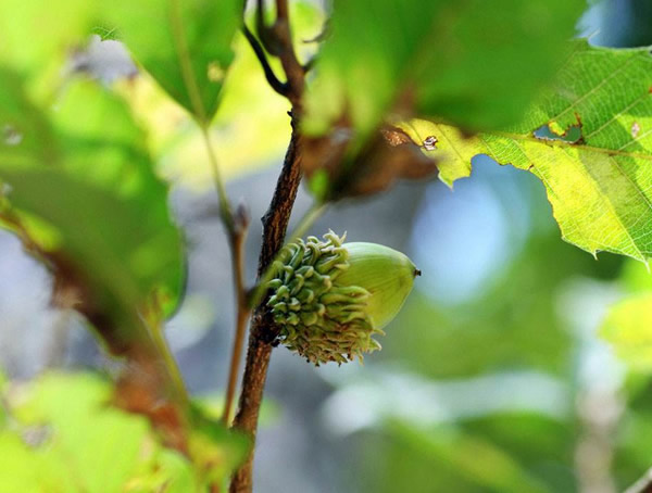 栎树的产地，栎树在哪个地区最多？