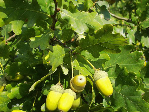 栎树的果实能吃吗？怎样食用？