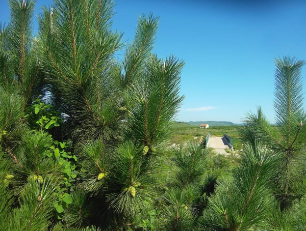 马尾松价格-图片-形态特征-主要变种-生长环境-分布范围以及主要价值