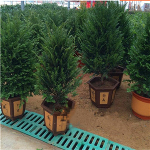 曼地亚红豆杉报价