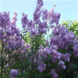 紫丁香报价
