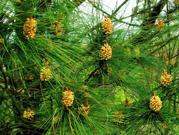 如何辨认马尾松？马尾松有哪些特点？