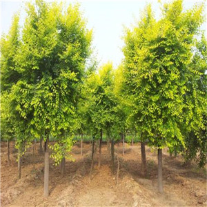 金叶榆树报价