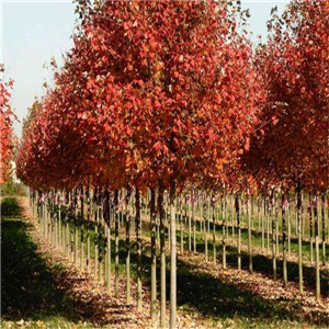 枫香树报价