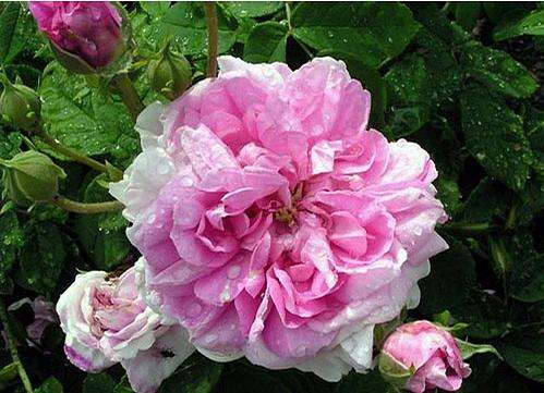 大马士革玫瑰报价