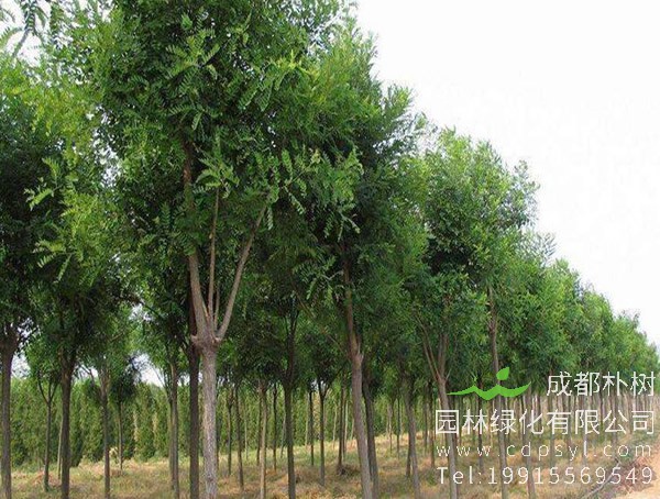 国槐是什么树？国槐有哪些特征？