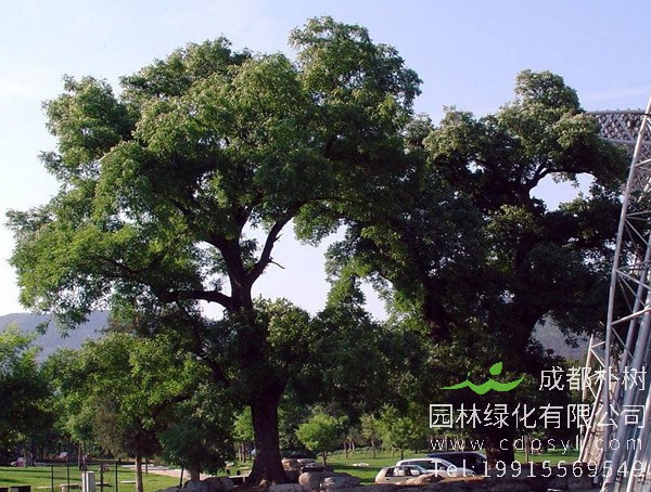 国槐的花能吃吗？国槐的花有哪些功效和作用呢？