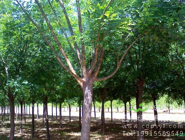 国槐可以嫁接什么树？国槐变种黄金槐的嫁接技术