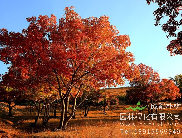 五角枫价格-图片-形态特征-主要变种-生长环境-分布范围以及主要价值