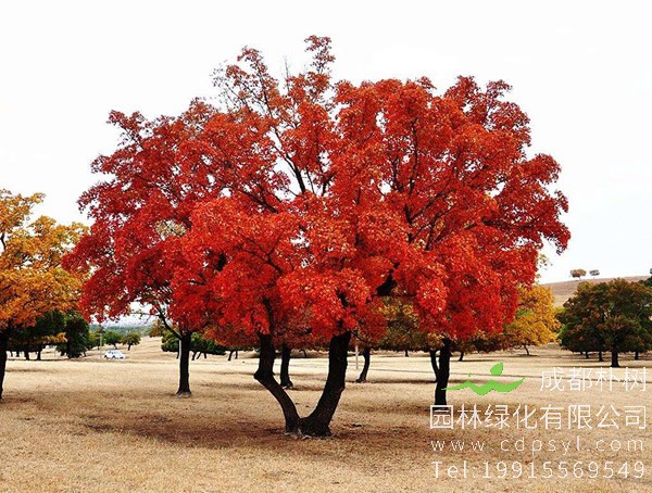 五角枫的繁殖方法以及栽培技术介绍