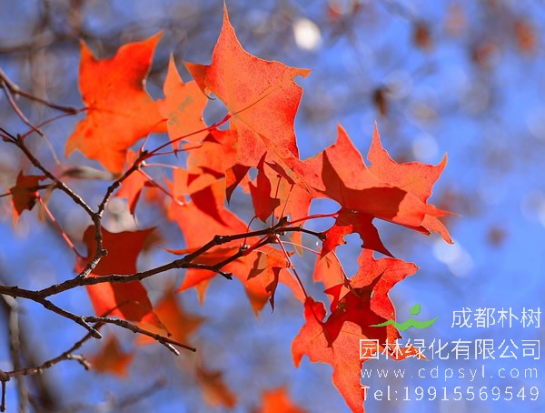 五角枫价格-图片-形态特征-主要变种-生长环境-分布范围以及主要价值