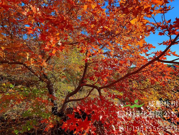 五角枫有哪些病害？怎样防治？