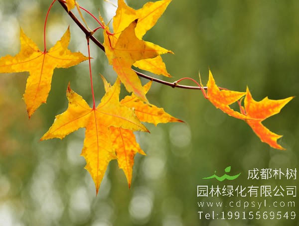 五角枫价格-图片-形态特征-主要变种-生长环境-分布范围以及主要价值