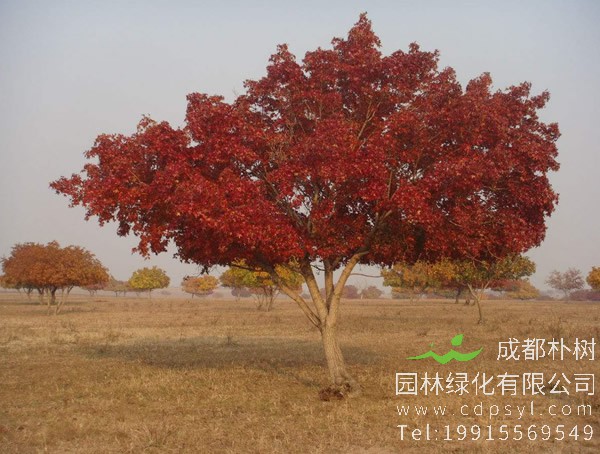 五角枫一年能长几公分？