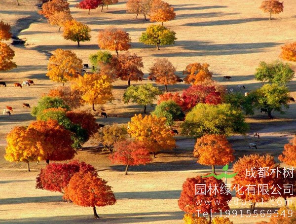 两年生五角枫苗需要平茬吗？