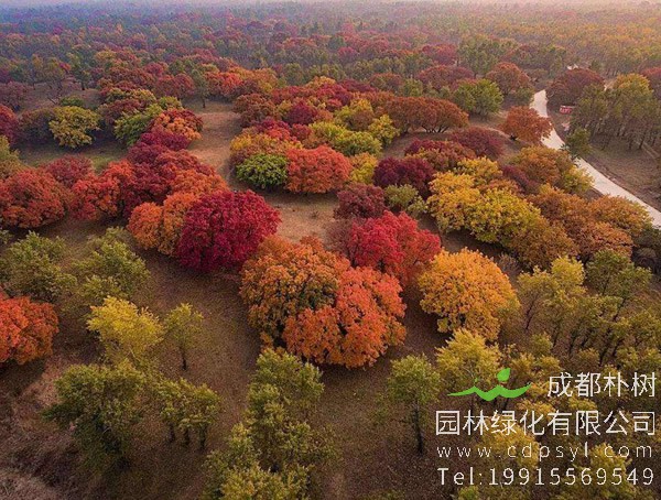 五角枫的盆景喜阳还是喜阴？