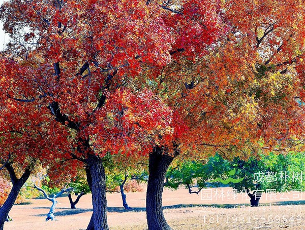 五角枫在什么时候剪枝？