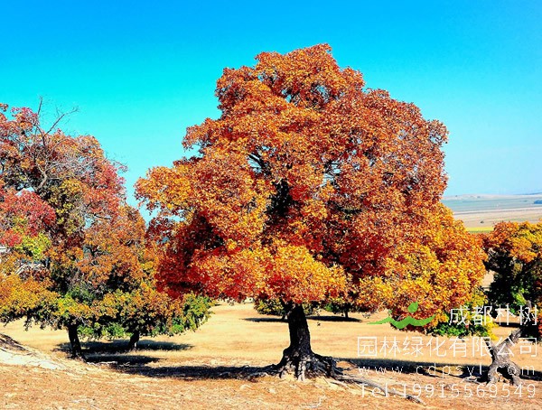 移栽野生五角枫的种植方法有哪些？