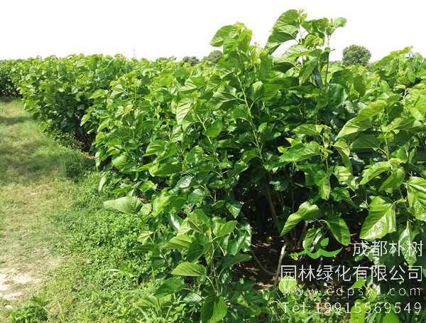 桑树价格-图片-形态特征-主要变种-产地生境-生长习性-经济价值以及植物文化