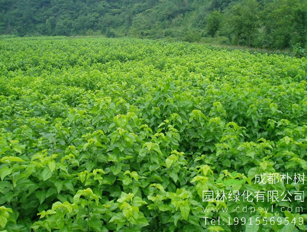 桑树价格-图片-形态特征-主要变种-产地生境-生长习性-经济价值以及植物文化