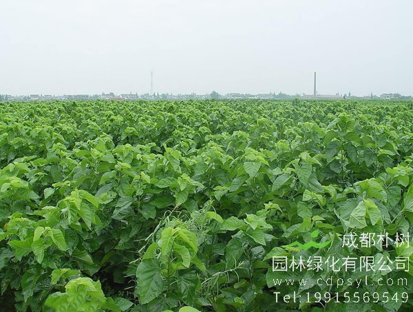 桑树价格-图片-形态特征-主要变种-产地生境-生长习性-经济价值以及植物文化