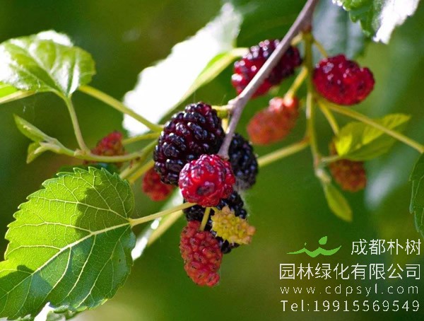 桑树价格-图片-形态特征-主要变种-产地生境-生长习性-经济价值以及植物文化