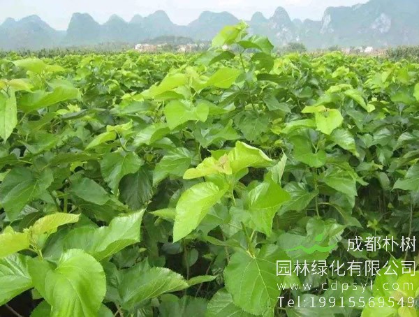 桑树在古代的寓意有哪些？