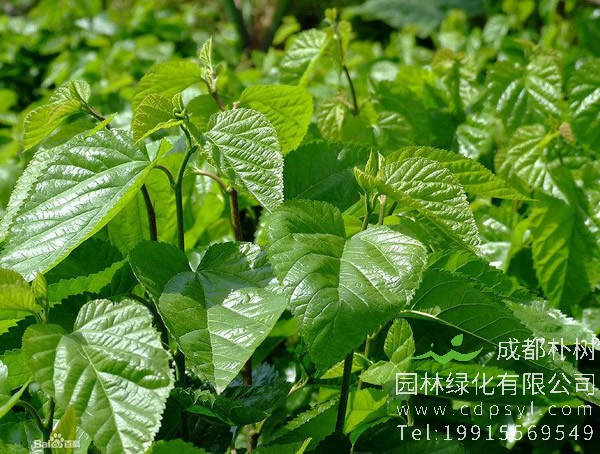 桑树叶有什么功效？