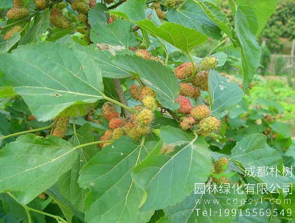 家里种桑树好吗？