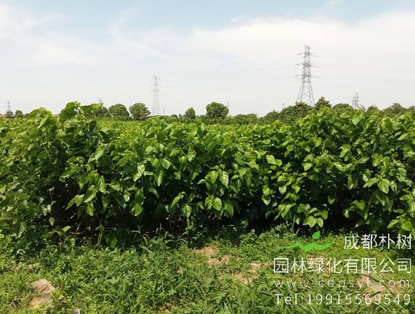 桑树应该怎样扦插成活率才会更高？