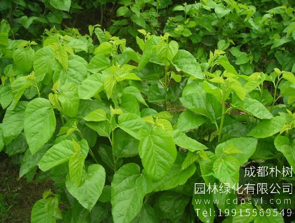 为什么说桑树生长离不开水？