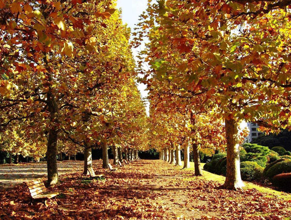 法国梧桐价格-图片-形态特征-生态习性-分布范围-主要价值以及植物文化