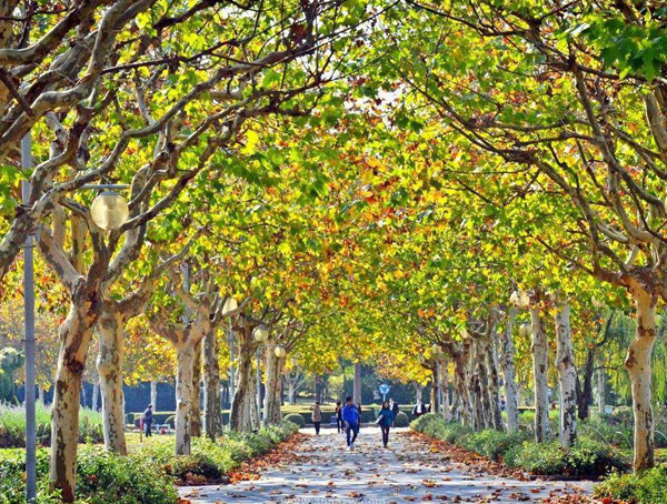 法国梧桐怎么样？法国梧桐的特点有哪些？