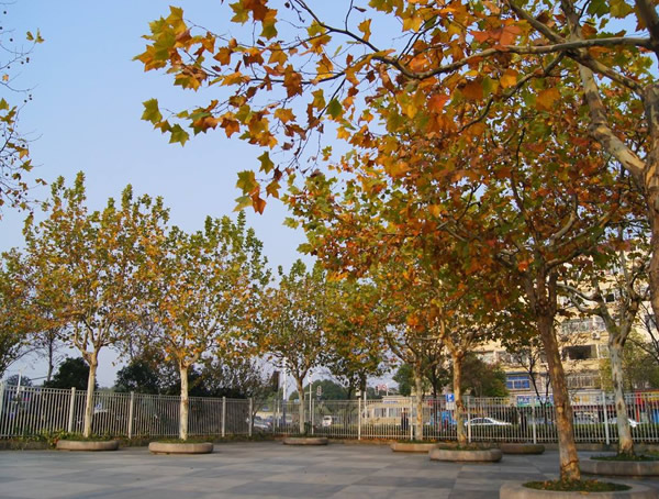 法国梧桐代表什么？法国梧桐有哪些寓意？