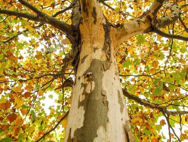 法国梧桐与英国梧桐有什么区别？