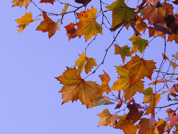 法国梧桐是何时引进的？为什么叫法国梧桐？