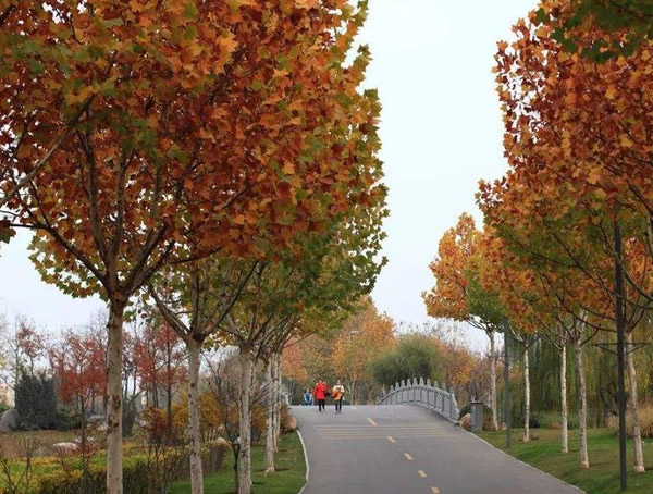 泡桐、梧桐与法国梧桐有何区别？