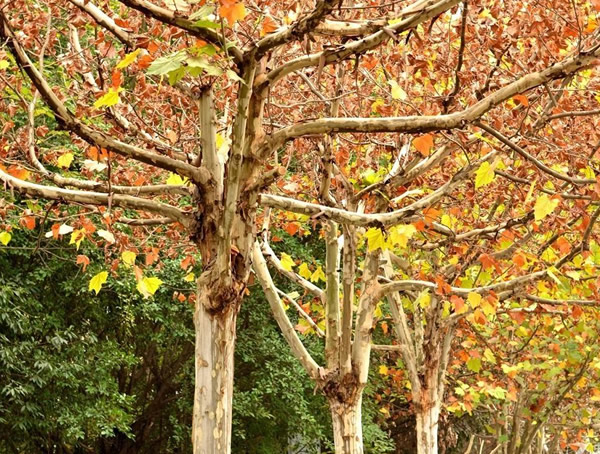 法国梧桐扦插的具体方法有哪些？