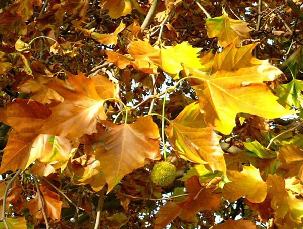 法国梧桐几月份掉叶子？