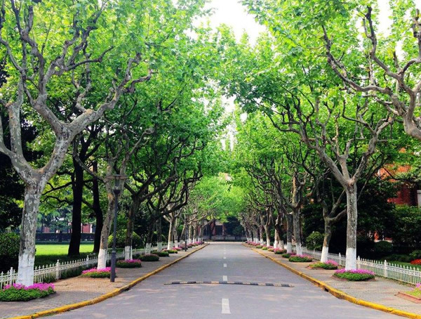 法国梧桐是不是产于法国？