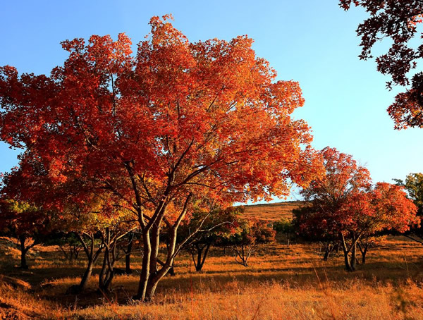 五角枫价格-图片-形态特征-主要变种-生长环境-分布范围以及主要价值