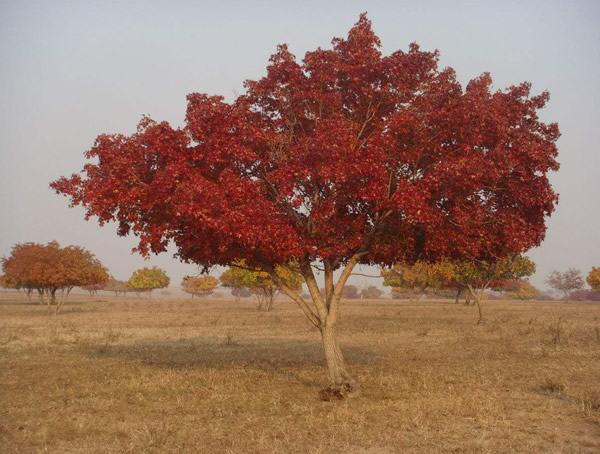五角枫一年能长几公分？