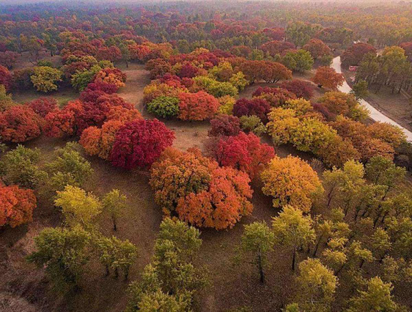 五角枫的盆景喜阳还是喜阴？