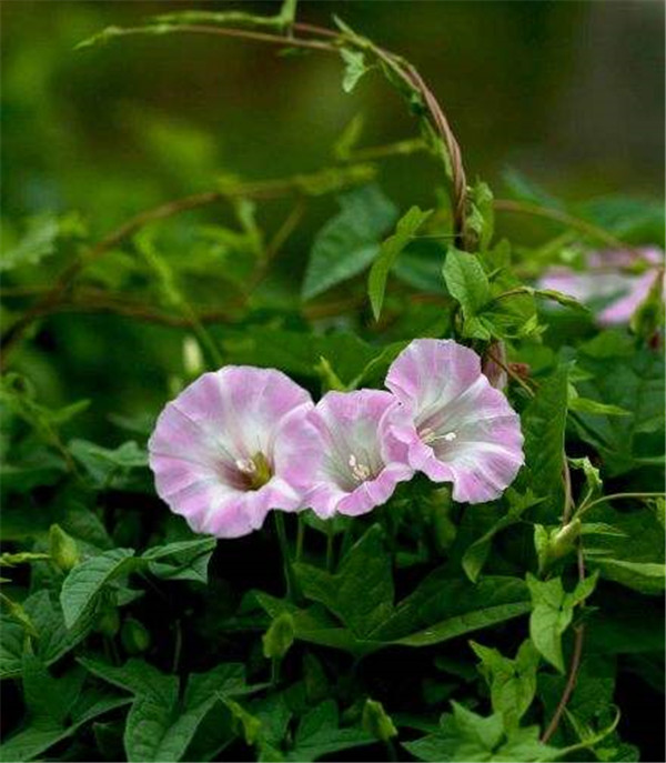 肾叶打碗花报价